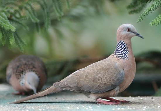 Chim cu gáy qua vườn