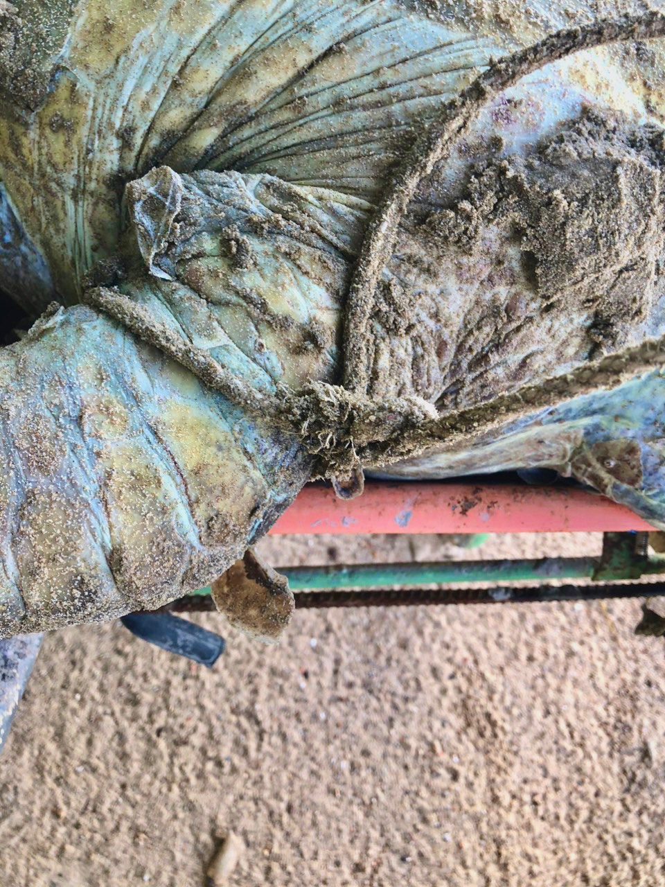 Hình ảnh rùa biển 85kg nghi bị giết để lấy trứng khiến nhiều người bức xúc - Ảnh 6.