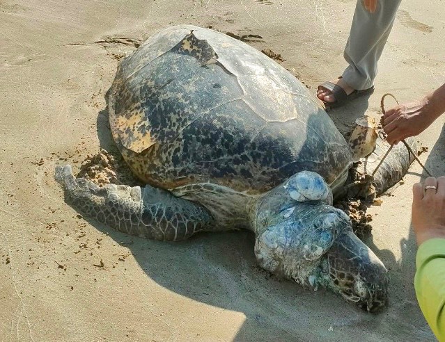 Hình ảnh rùa biển 85kg nghi bị giết để lấy trứng khiến nhiều người bức xúc - Ảnh 5.