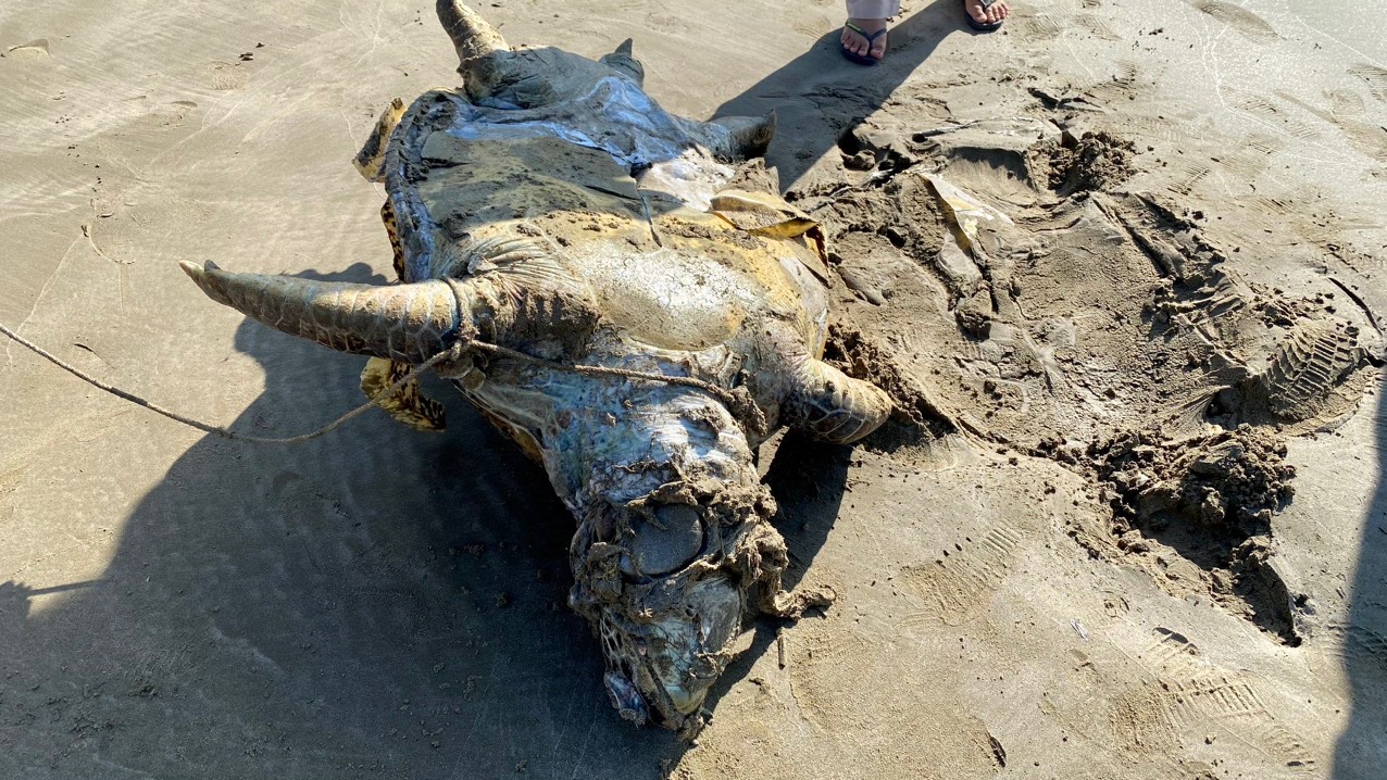 Hình ảnh rùa biển 85kg nghi bị giết để lấy trứng khiến nhiều người bức xúc - Ảnh 1.