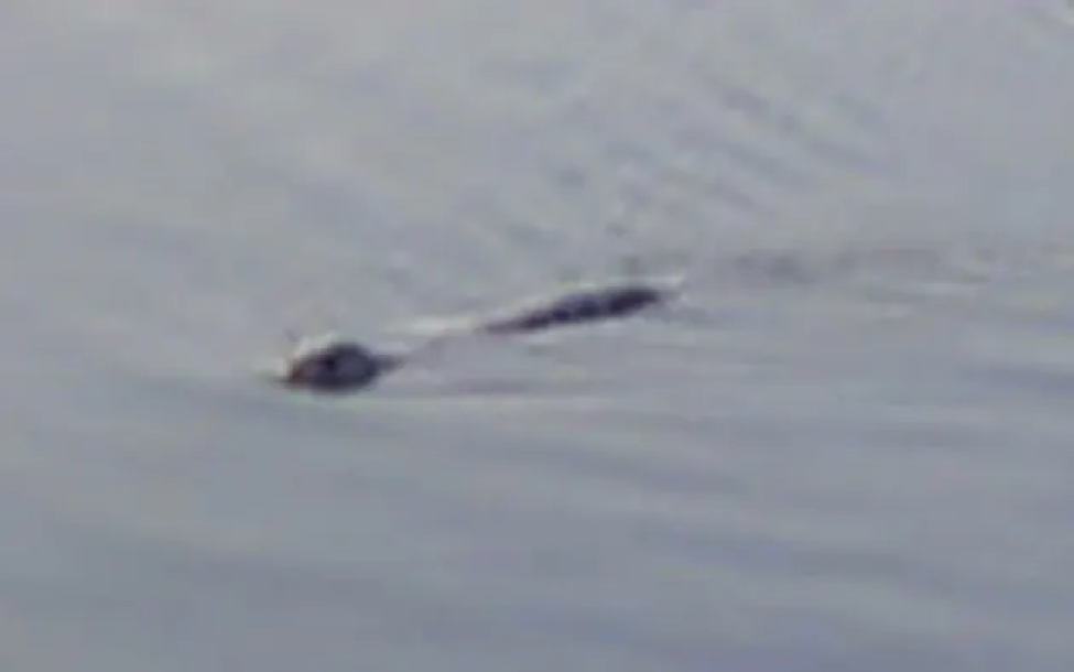 The latest photo of the mysterious monster in Loch Ness - Photo 9.