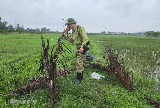 Bẫy tàn sát chim trời đã sạch bóng trên các cánh đồng ở Thanh Hóa - Ảnh 8.