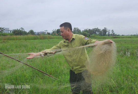 Bẫy tàn sát chim trời đã sạch bóng trên các cánh đồng ở Thanh Hóa - Ảnh 5.