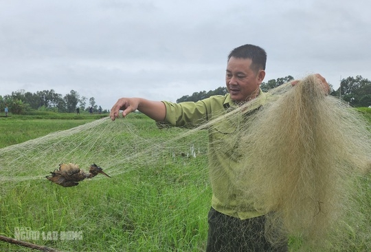 Bẫy tàn sát chim trời đã sạch bóng trên các cánh đồng ở Thanh Hóa - Ảnh 6.