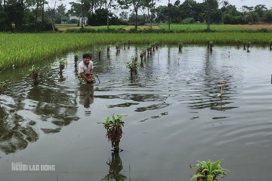 Bẫy tàn sát chim trời đã sạch bóng trên các cánh đồng ở Thanh Hóa - Ảnh 11.