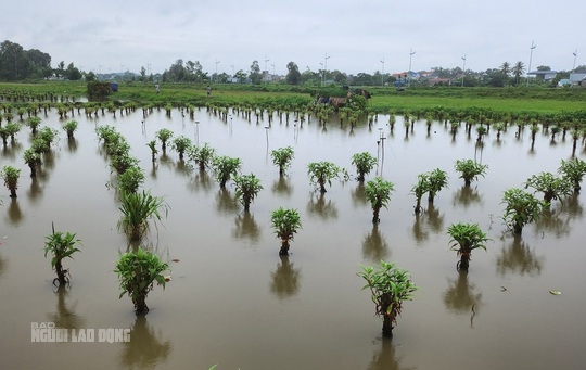 Bẫy tàn sát chim trời đã sạch bóng trên các cánh đồng ở Thanh Hóa - Ảnh 13.