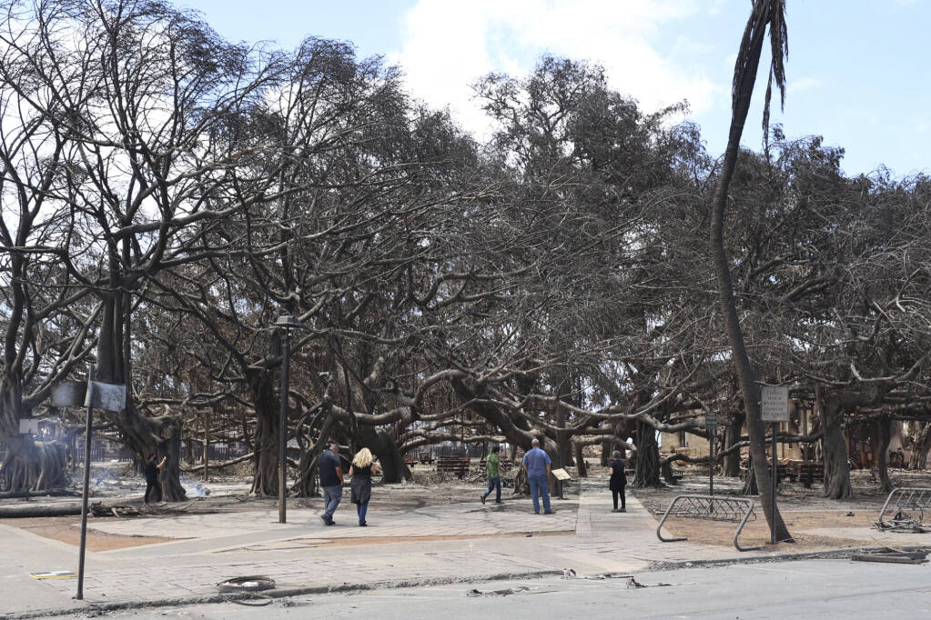 The banyan tree which got burnt black in the Hawaiian storm came back to life - Photo 1.