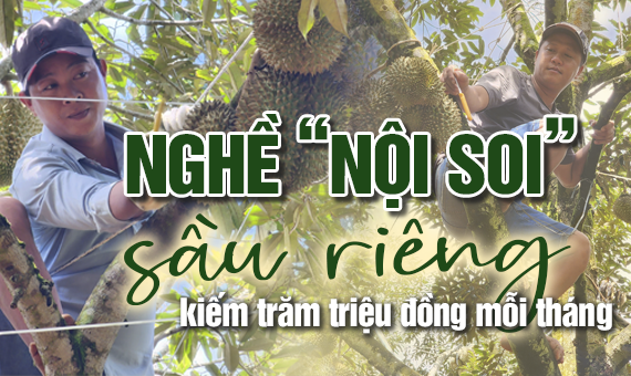 &quot;Nội soi&quot; sầu riêng kiếm trăm triệu đồng mỗi tháng