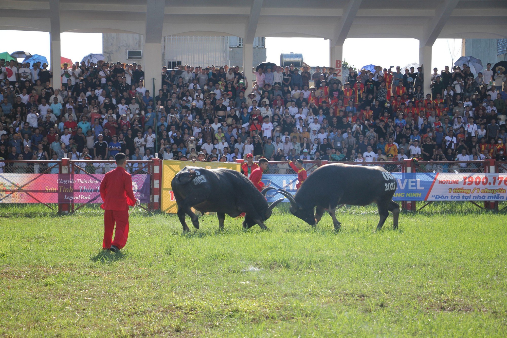Hàng vạn du khách nườm nượp tới Đồ Sơn xem Lễ hội chọi trâu - Ảnh 8.