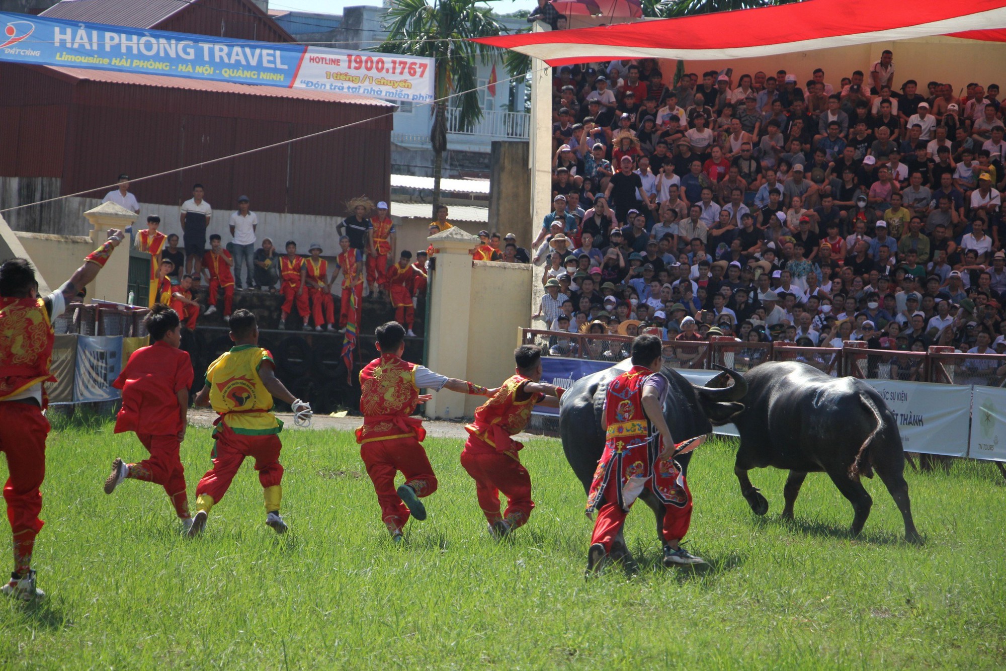 Hàng vạn du khách nườm nượp tới Đồ Sơn xem Lễ hội chọi trâu - Ảnh 1.