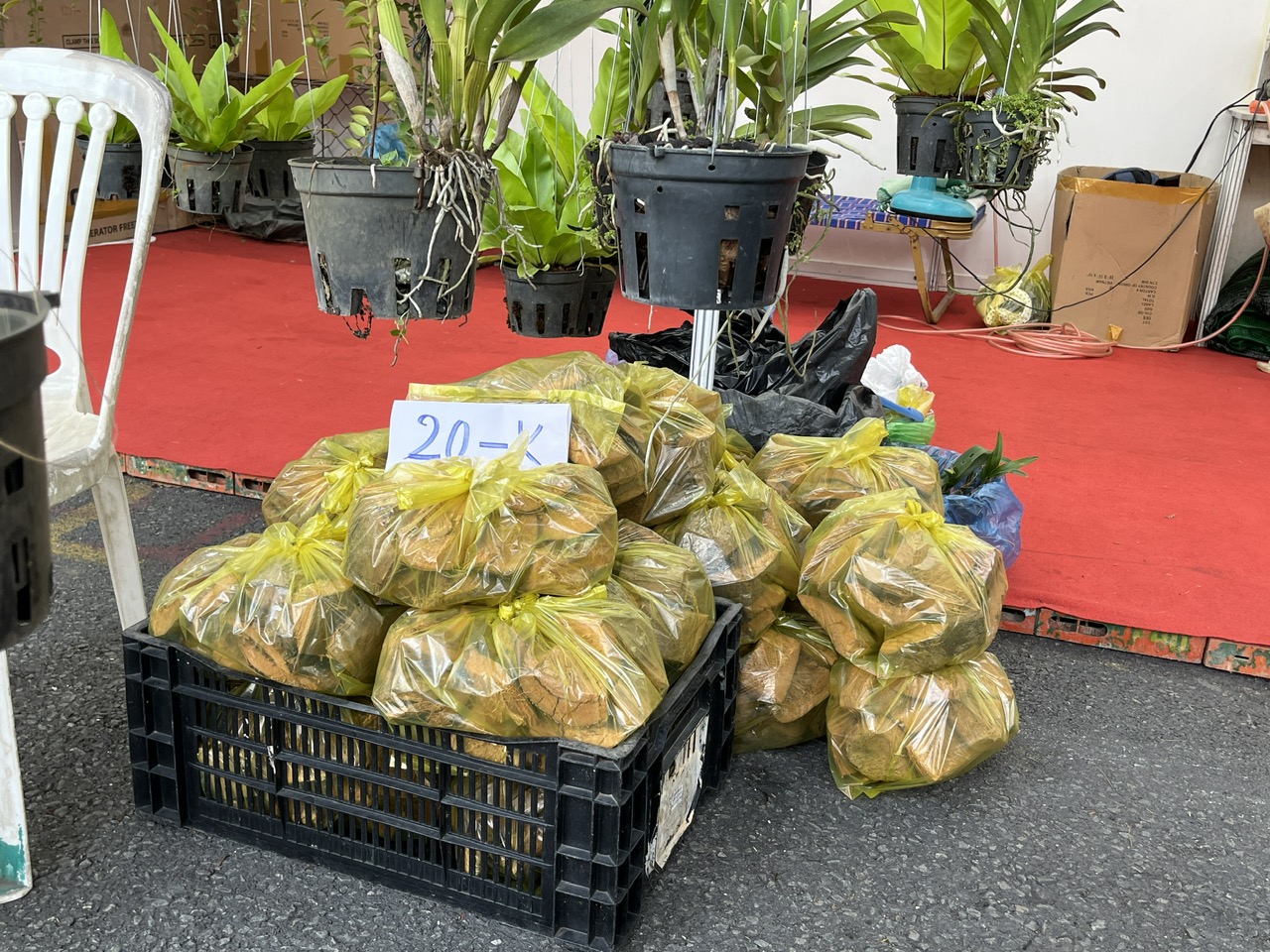 TP HCM: Khám chữa bệnh miễn phí cho thú cưng, trưng bày chim săn mồi tại Tuần lễ sinh vật cảnh 2023 - Ảnh 9.