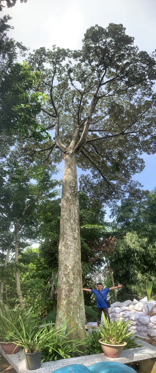 CLIP: Cận cảnh cây sầu riêng hơn 100 năm ở miền Tây - Ảnh 7.