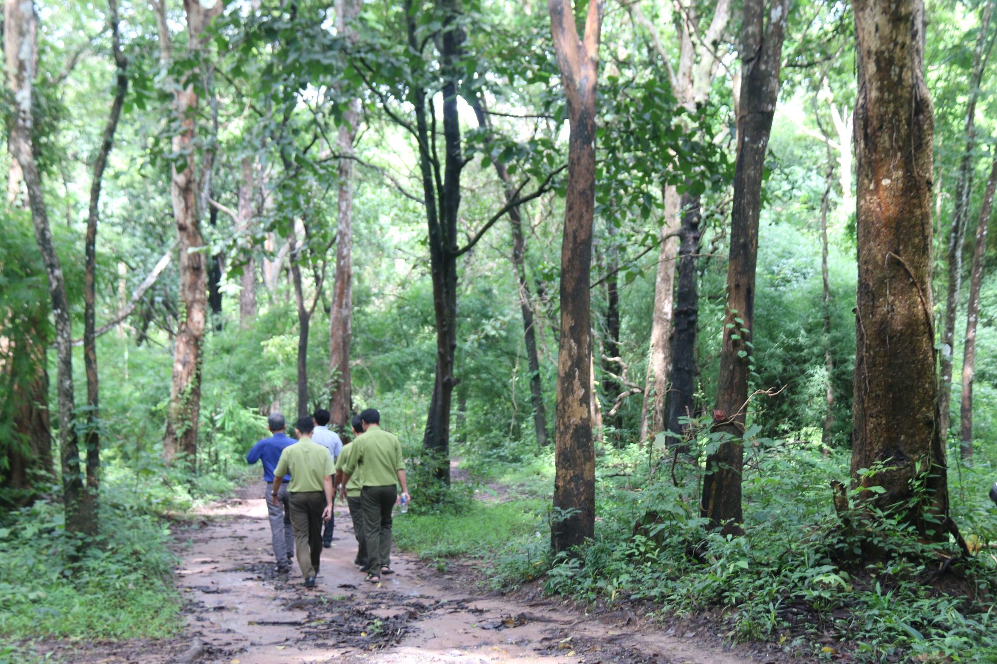 Bình Thuận lý giải vì sao phải lấy hơn 600 ha rừng làm hồ Ka Pét - Ảnh 9.