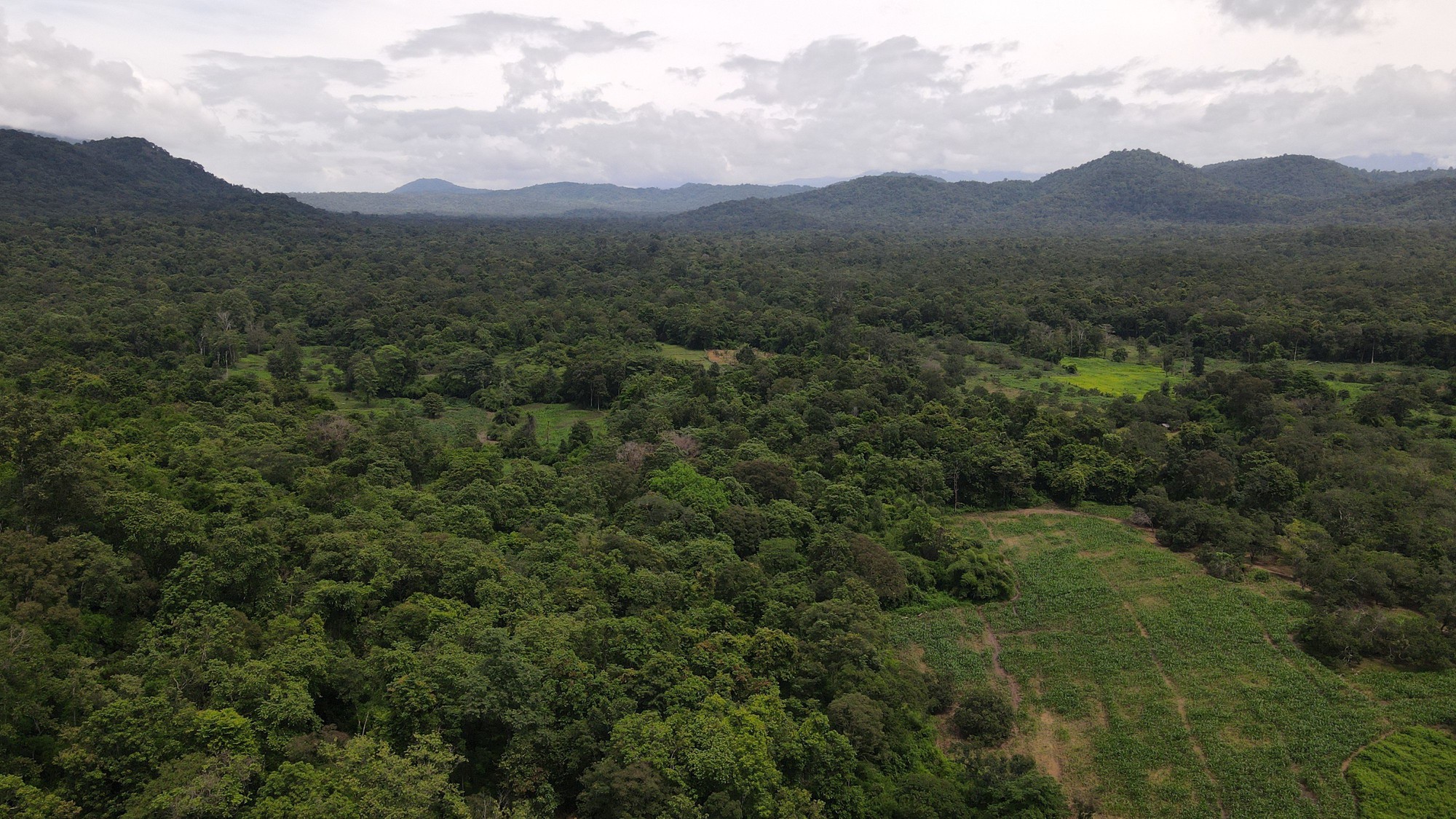Bình Thuận lý giải vì sao phải lấy hơn 600 ha rừng làm hồ Ka Pét - Ảnh 7.