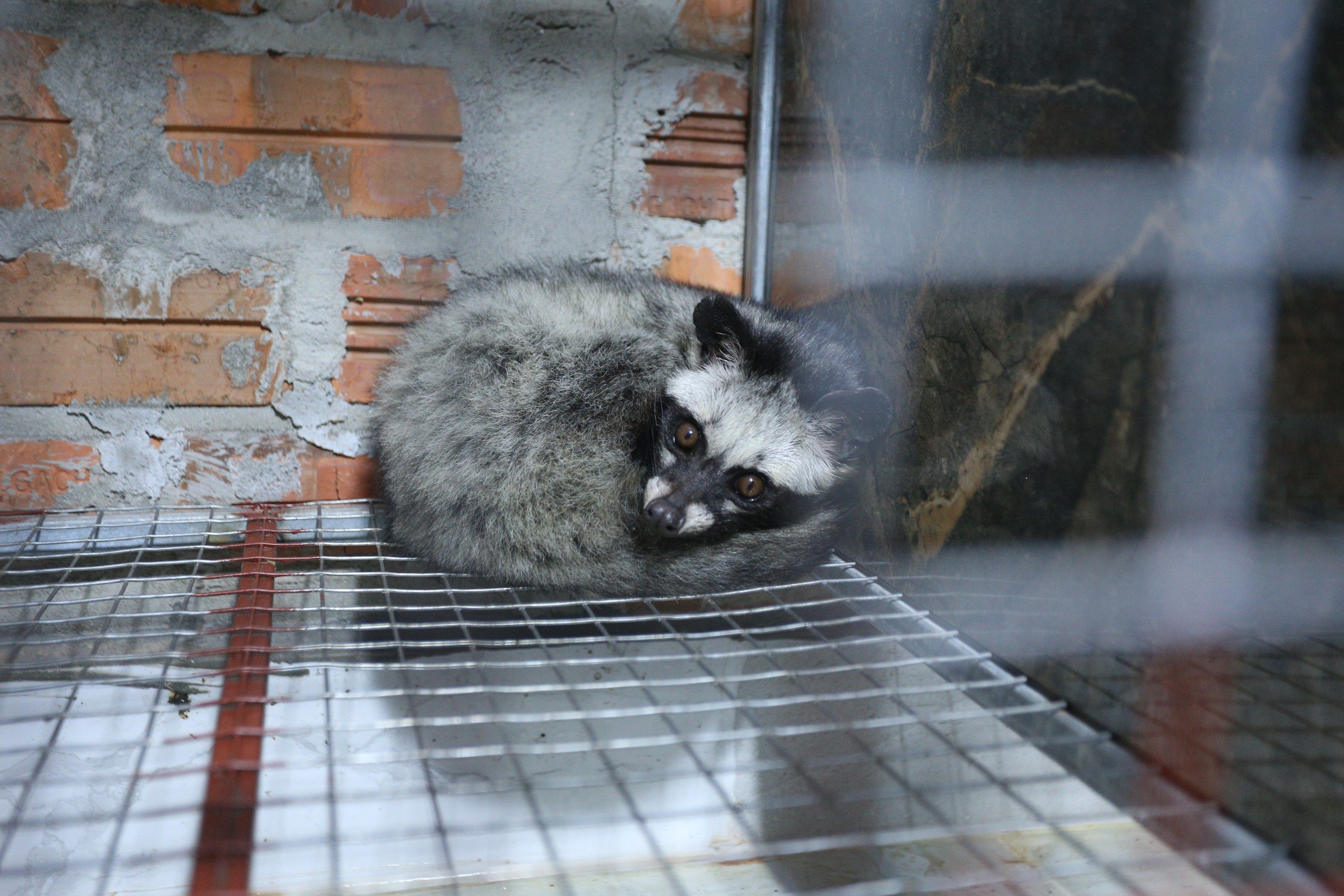 Bên trong trang trại nuôi chồn hương lớn nhất Hà Tĩnh