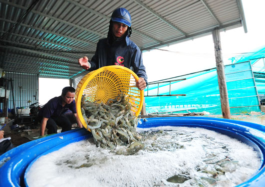 Ngược với bức tranh sáng màu, sôi động của sầu riêng, lúa gạo… là cảnh khó khăn trong việc tiêu thụ, xuất khẩu tôm, cá tra... Ảnh: NGỌC TRINH