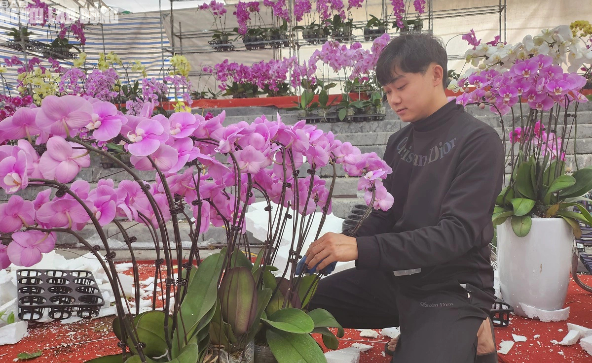 VIDEO: Cắm hoa lan phục vụ Tết, kiếm tiền triệu mỗi ngày- Ảnh 1.