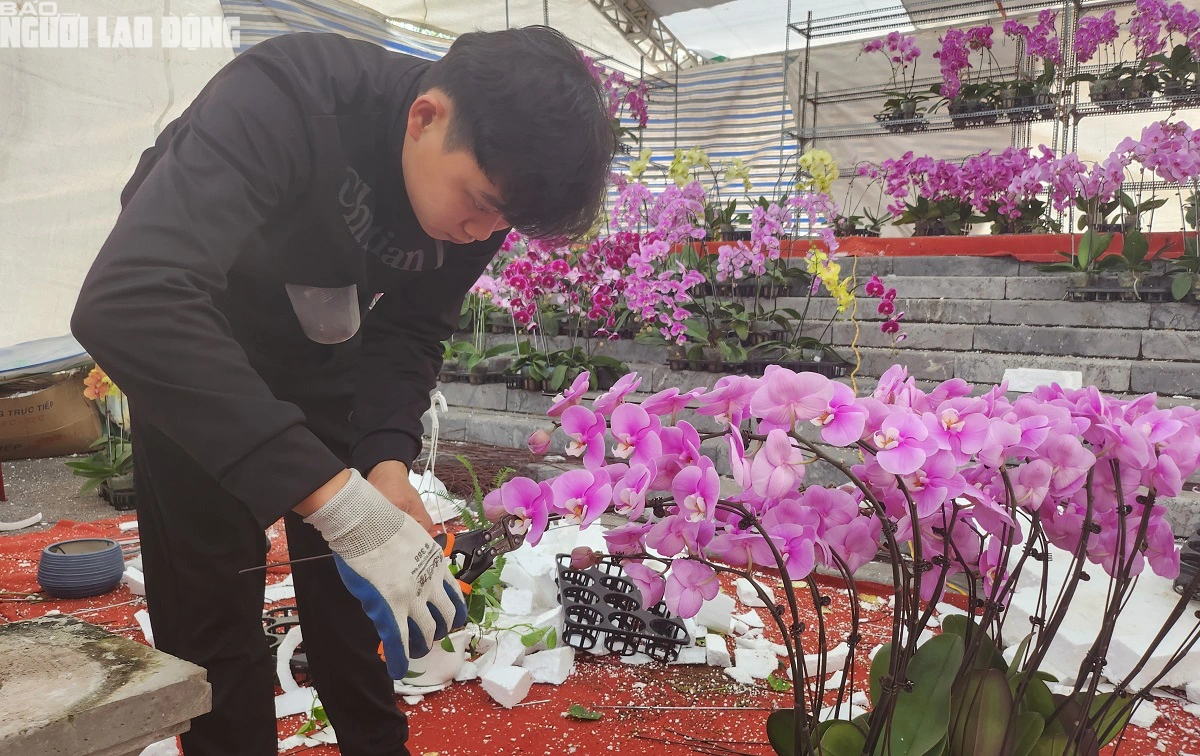 VIDEO: Cắm hoa lan phục vụ Tết, kiếm tiền triệu mỗi ngày- Ảnh 2.