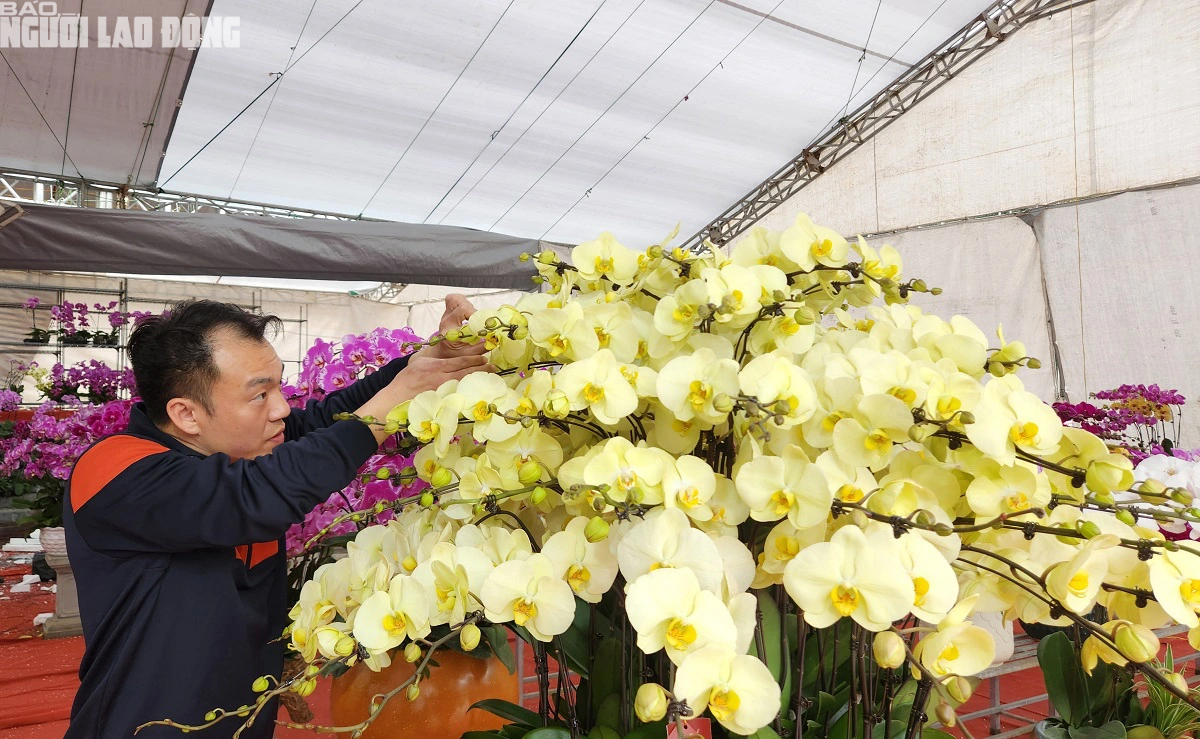 VIDEO: Cắm hoa lan phục vụ Tết, kiếm tiền triệu mỗi ngày- Ảnh 3.