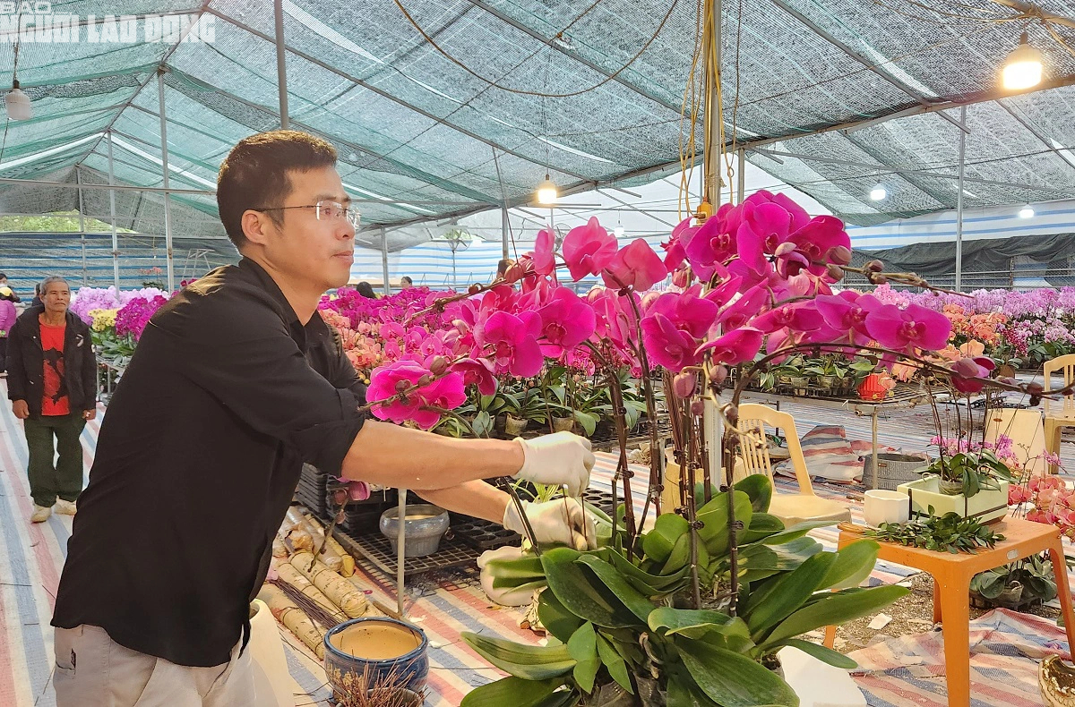 VIDEO: Cắm hoa lan phục vụ Tết, kiếm tiền triệu mỗi ngày- Ảnh 5.