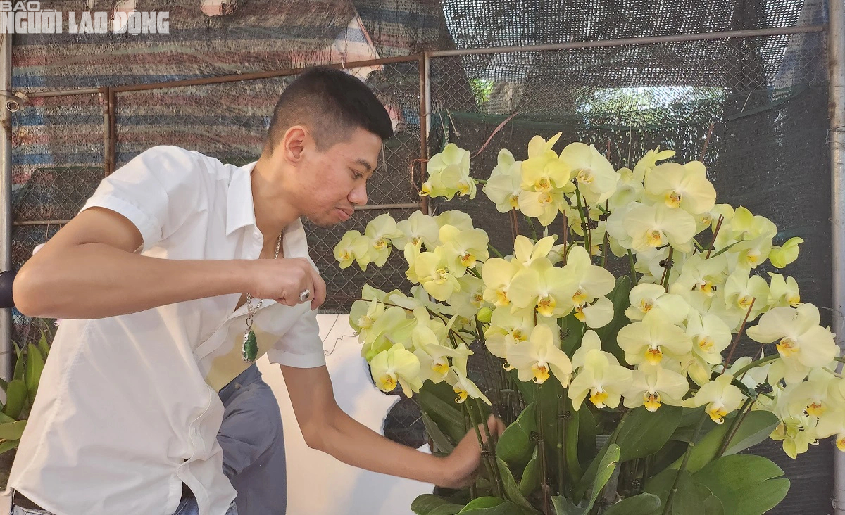 VIDEO: Cắm hoa lan phục vụ Tết, kiếm tiền triệu mỗi ngày- Ảnh 6.