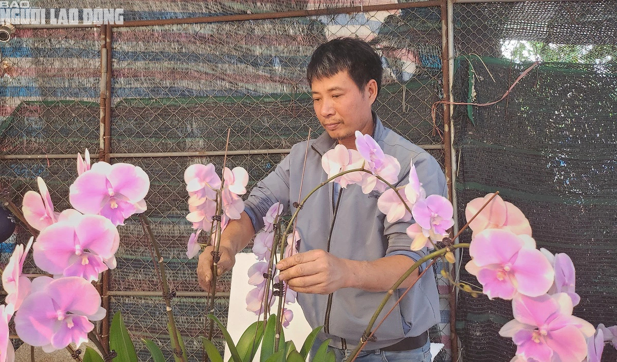 VIDEO: Cắm hoa lan phục vụ Tết, kiếm tiền triệu mỗi ngày- Ảnh 7.