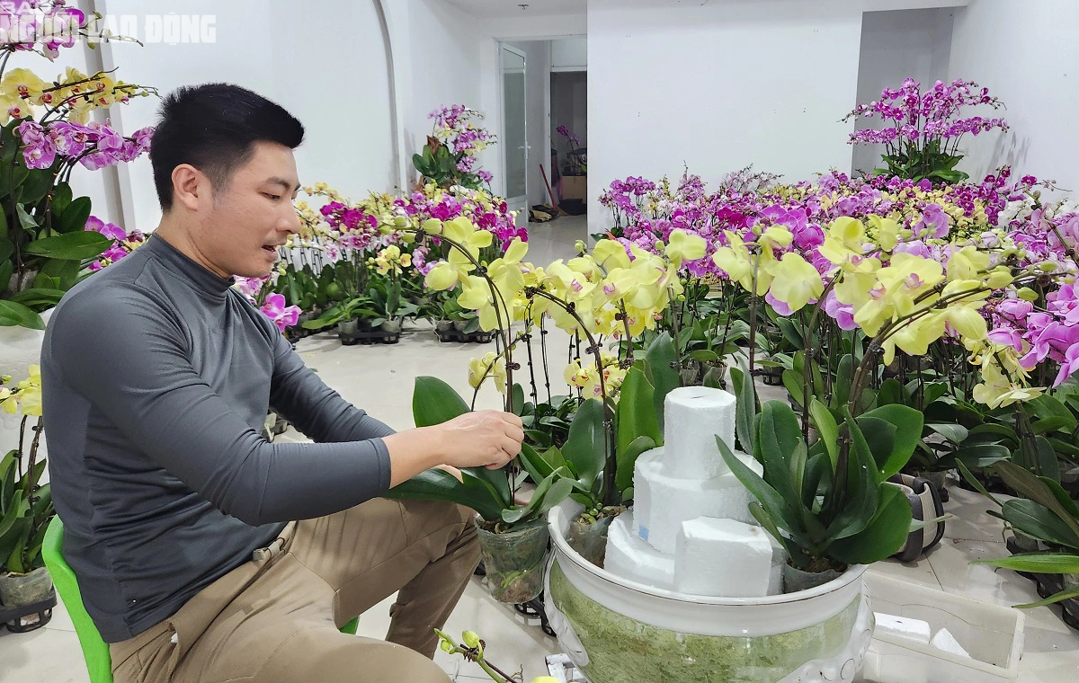 VIDEO: Cắm hoa lan phục vụ Tết, kiếm tiền triệu mỗi ngày- Ảnh 8.