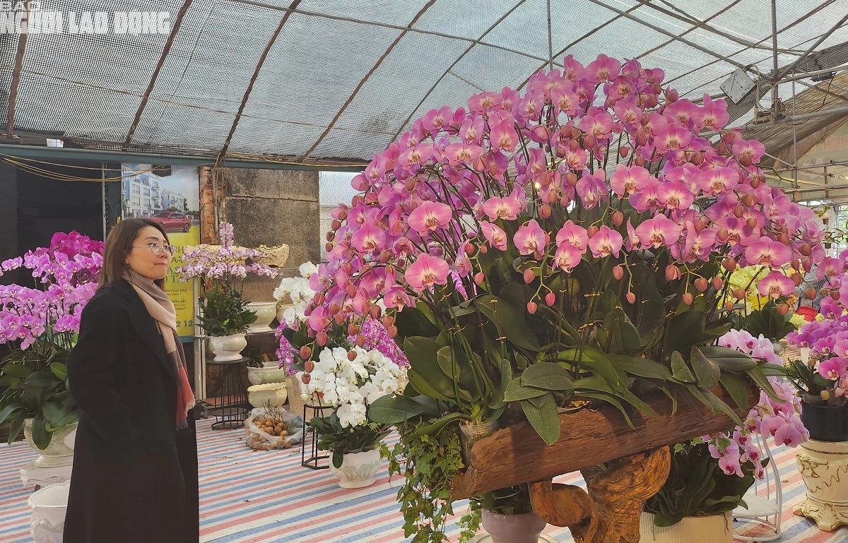 VIDEO: Cắm hoa lan phục vụ Tết, kiếm tiền triệu mỗi ngày- Ảnh 10.