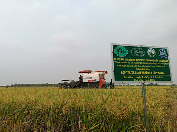 Mô hình sản xuất lúa hữu cơ tại HTX Giảm nghèo Ea Súp áp dụng theo tiêu chuẩn của Nhật Bản