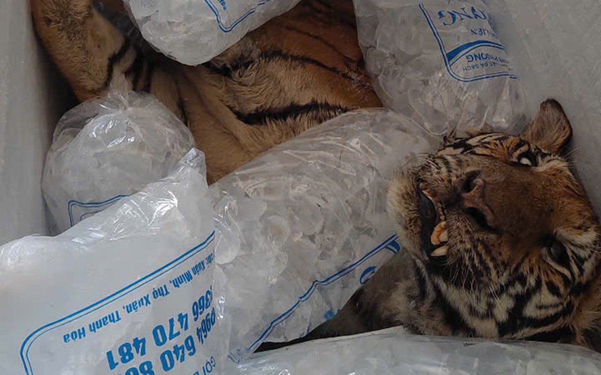 Bắt quả tang một cơ sở đang nuôi nhốt nhiều hổ, gấu, báo tại TPHCM - Ảnh 4.