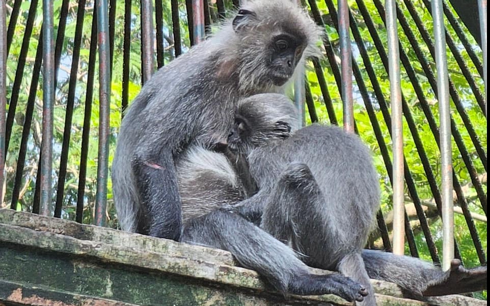 Voọc con trổ lông, giải oan cho mẹ khỏi 'drama tình ái' tại Thảo Cầm Viên