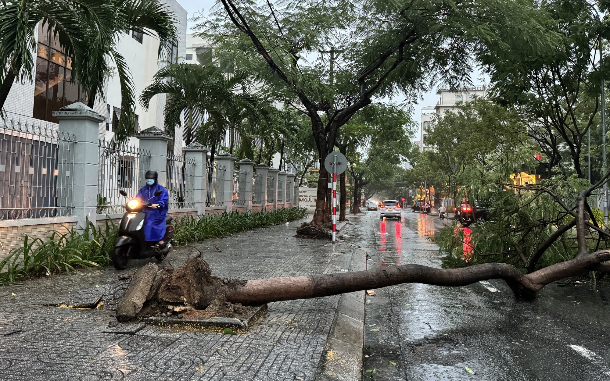 Bão Trami quật cây đổ, sóng biển dâng cao ở Đà Nẵng