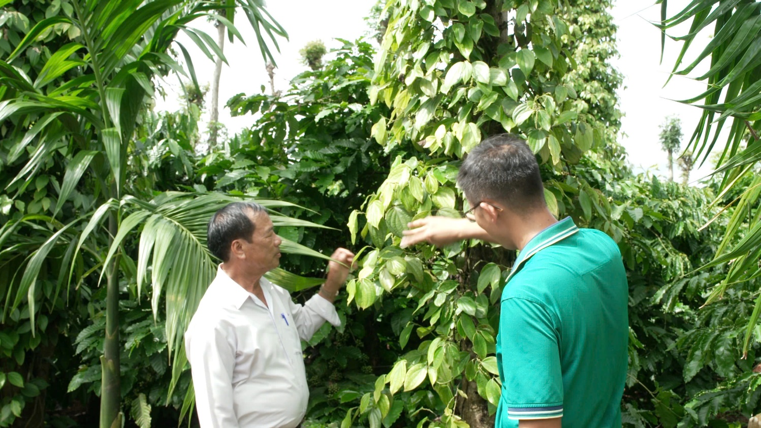 Nhiều giải pháp hữu ích góp phần nâng cao chất lượng sử dụng phân bón trong canh tác lúa ở ĐBSCL- Ảnh 6.