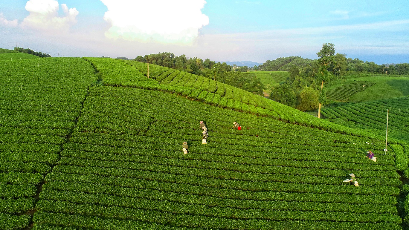 Từ chè Thái Nguyên đến Trà Xanh Không Độ: Xây dựng chuỗi liên kết giúp tăng giá trị thương hiệu Việt- Ảnh 1.