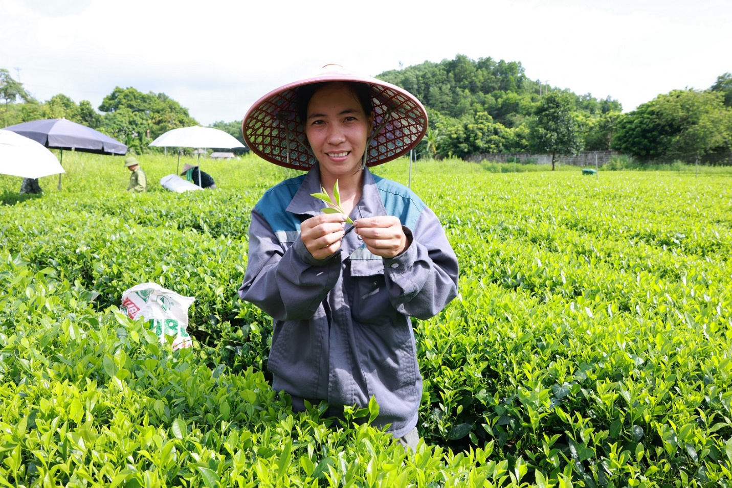 Từ chè Thái Nguyên đến Trà Xanh Không Độ: Xây dựng chuỗi liên kết giúp tăng giá trị thương hiệu Việt- Ảnh 2.