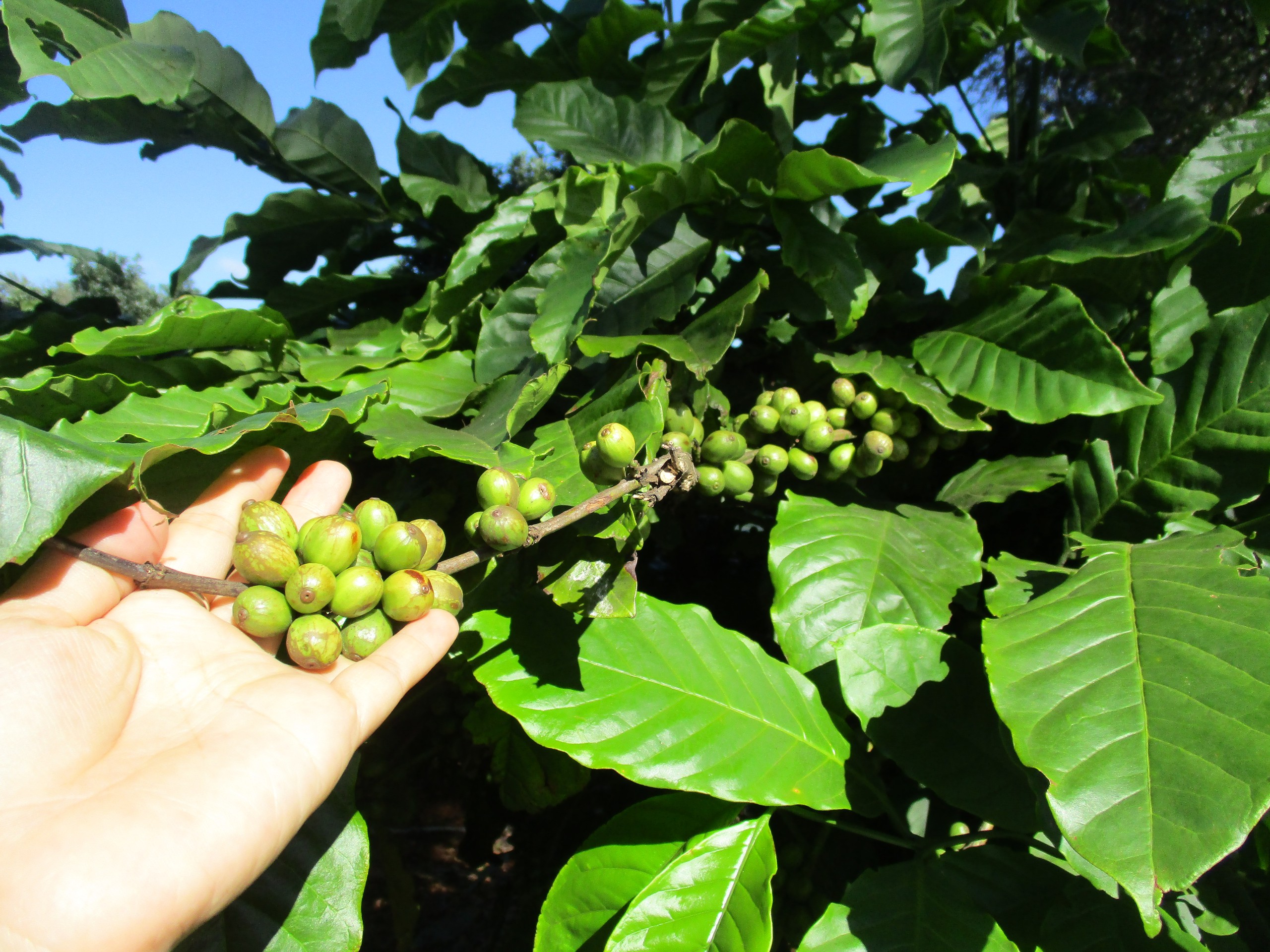 Giá cà phê lao dốc, nông dân hồi hộp- Ảnh 1. Giá cà phê lao dốc, nông dân hồi hộp- Ảnh 1.