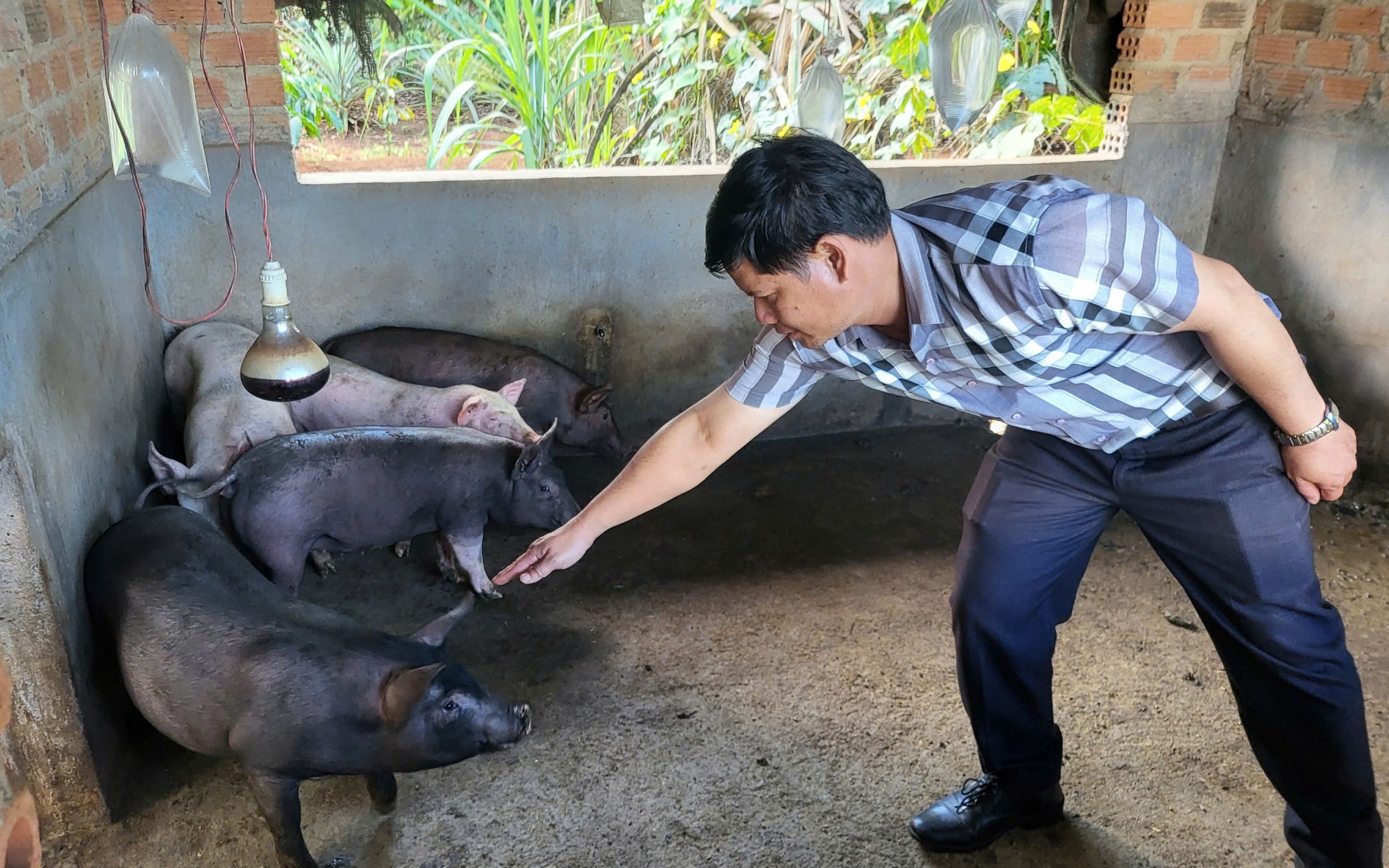 Dịch tả lợn châu Phi bùng phát, Quảng Ngãi phát thông báo đến từng hộ dân- Ảnh 4.