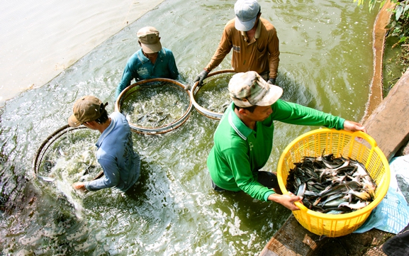 Phát triển bền vững ngành hàng cá tra