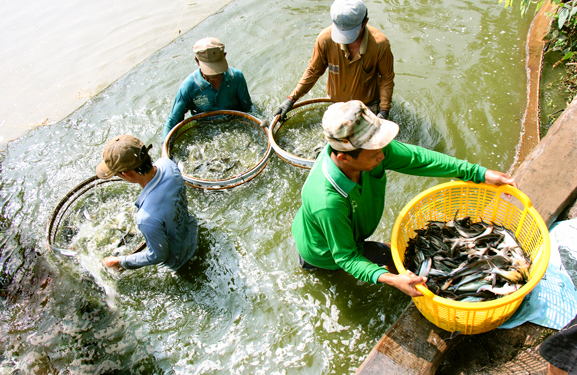 Tuyển chọn cá tra giống ở An GiangẢnh: TÂM MINH