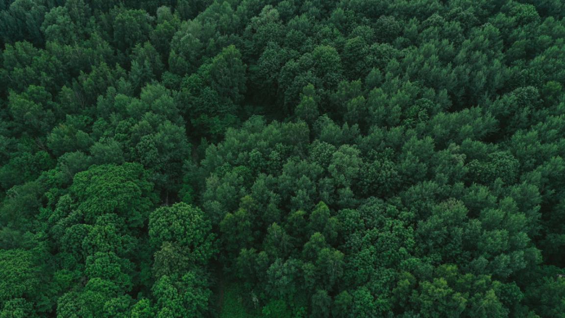 aerial-view-green-forest