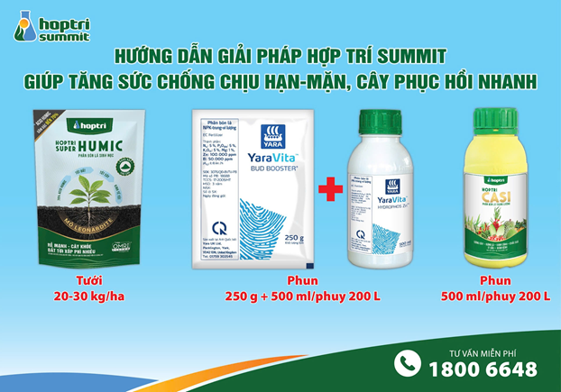 Bộ dinh dưỡng nền tảng và tăng cường thể lực giúp tăng sức chống chịu hạn - mặn phục hồi nhanh cho cây sầu riêng