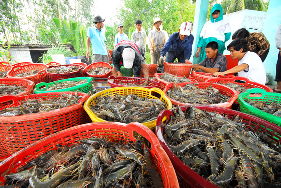 Thu hoạch tôm ở ĐBSCL Ảnh: NGỌC TRINH