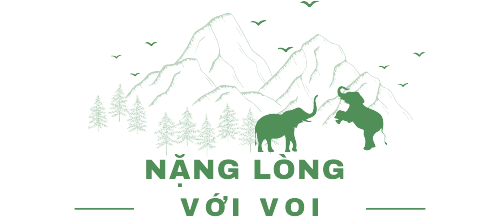 Chân dung những "vua voi" cuối cùng của Tây Nguyên- Ảnh 1.