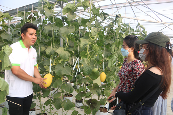 Mô hình trồng dưa lưới công nghệ cao trên vùng đất hoang hóa Thuận Quý (Hàm Thuận Nam, Bình Thuận) Mô hình trồng dưa lưới công nghệ cao trên vùng đất hoang hóa Thuận Quý (Hàm Thuận Nam, Bình Thuận)