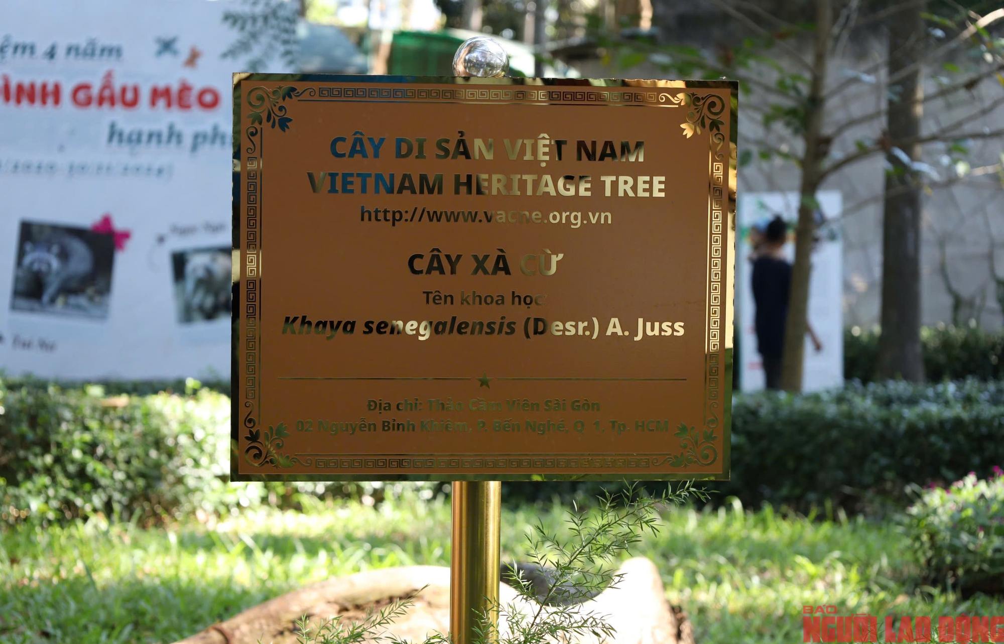 Kebun Binatang dan Kebun Raya: 8 pohon warisan menceritakan kisah sejarah alam - Foto 3. Thảo Cầm Viên: 8 cây di sản kể chuyện lịch sử thiên nhiên- Ảnh 3.