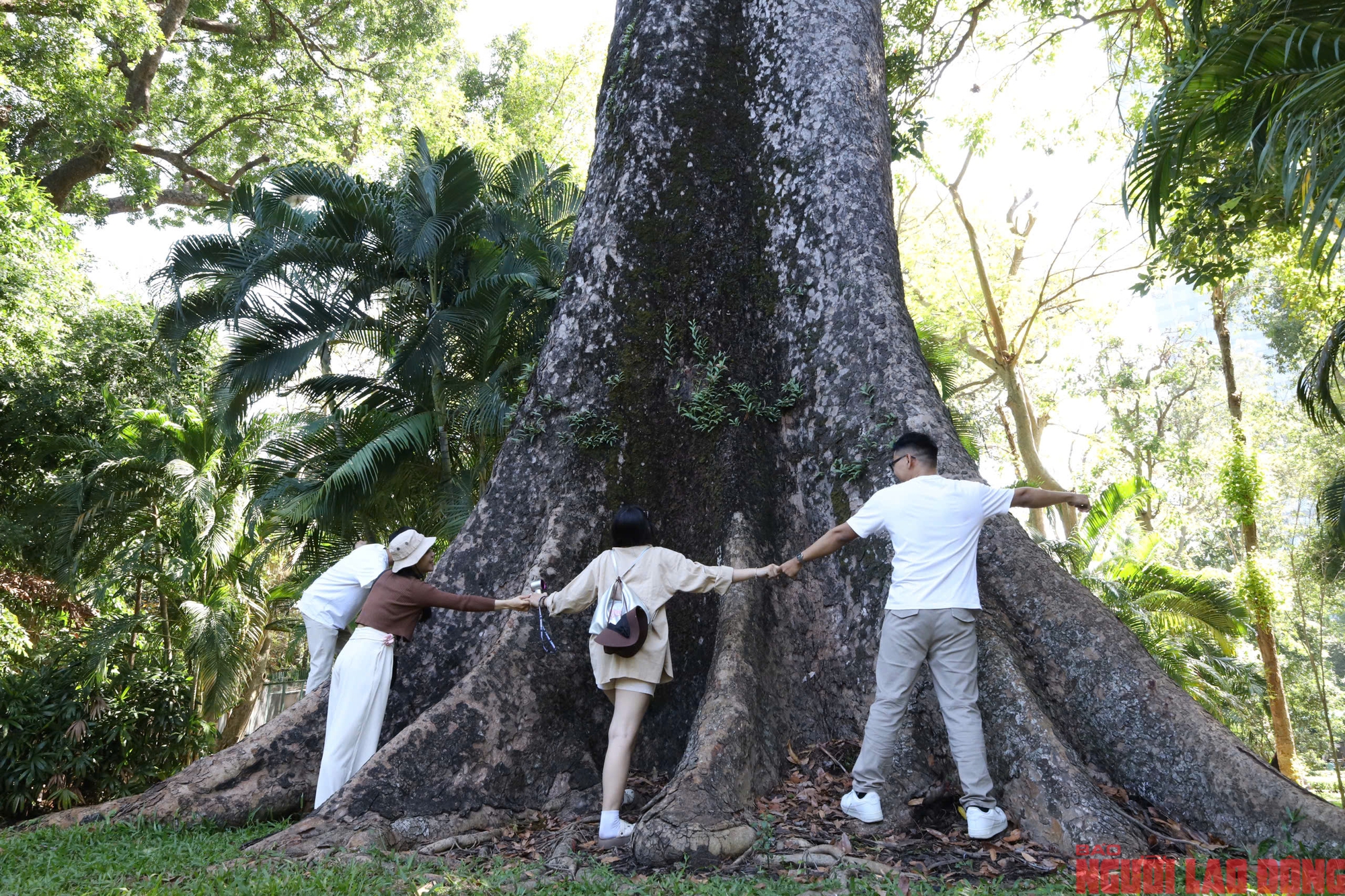Kebun Binatang dan Kebun Raya: 8 pohon warisan menceritakan kisah sejarah alam - Foto 5. Thảo Cầm Viên: 8 cây di sản kể chuyện lịch sử thiên nhiên- Ảnh 5.