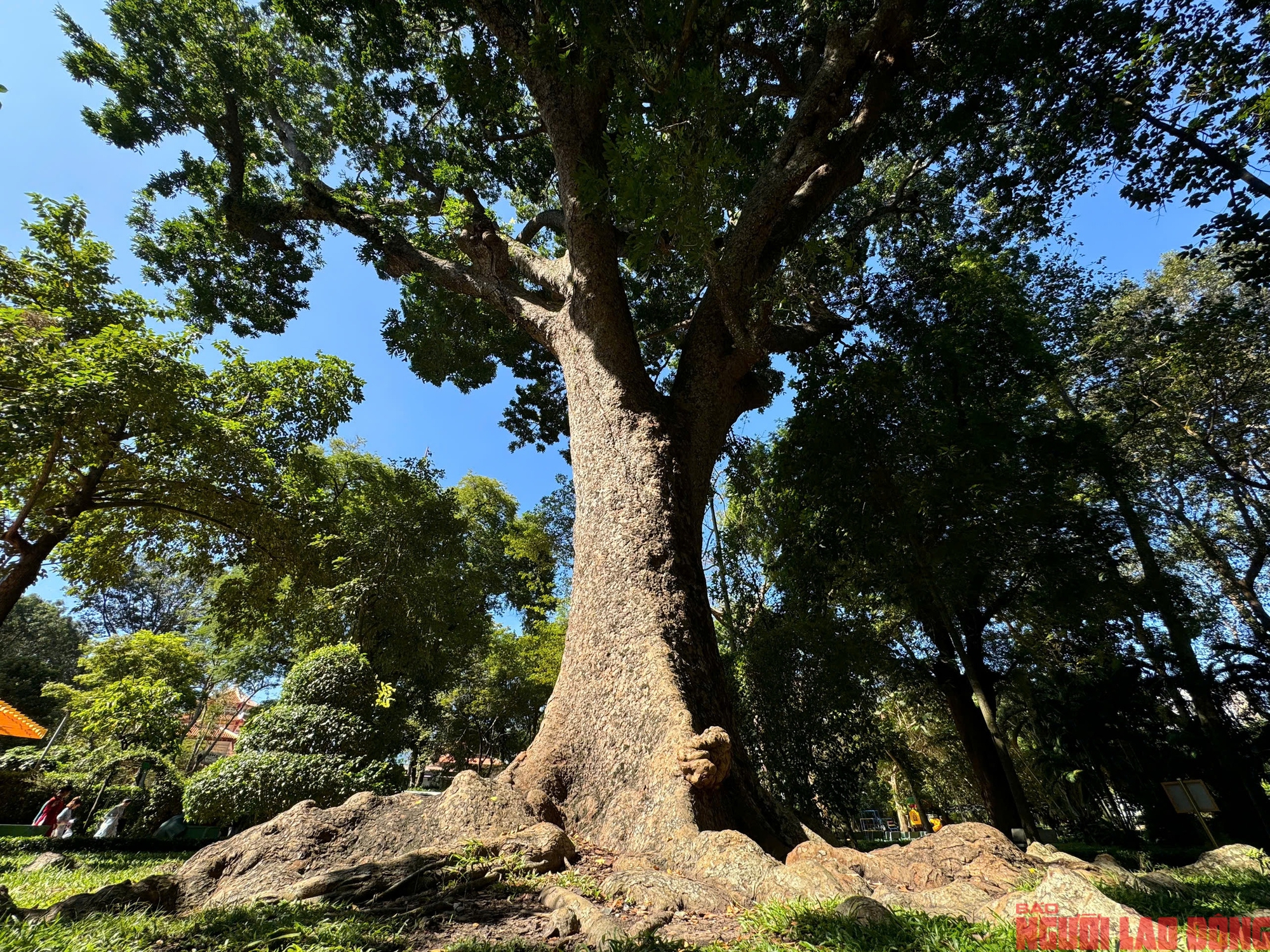 Kebun Binatang dan Kebun Raya: 8 pohon warisan menceritakan kisah sejarah alam - Foto 6. Thảo Cầm Viên: 8 cây di sản kể chuyện lịch sử thiên nhiên- Ảnh 6.