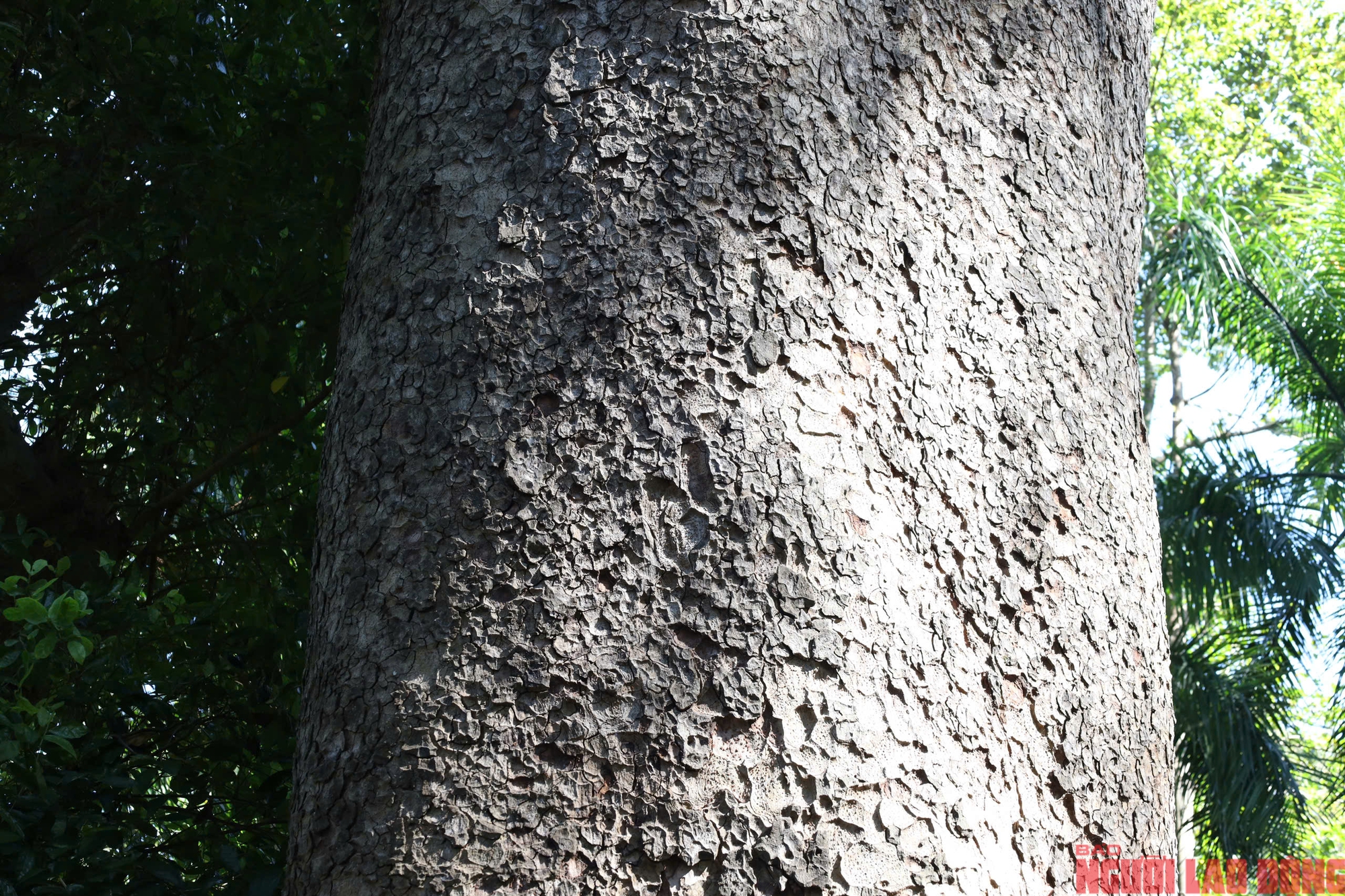 Kebun Binatang dan Kebun Raya: 8 pohon warisan menceritakan kisah sejarah alam - Foto 7. Thảo Cầm Viên: 8 cây di sản kể chuyện lịch sử thiên nhiên- Ảnh 7.