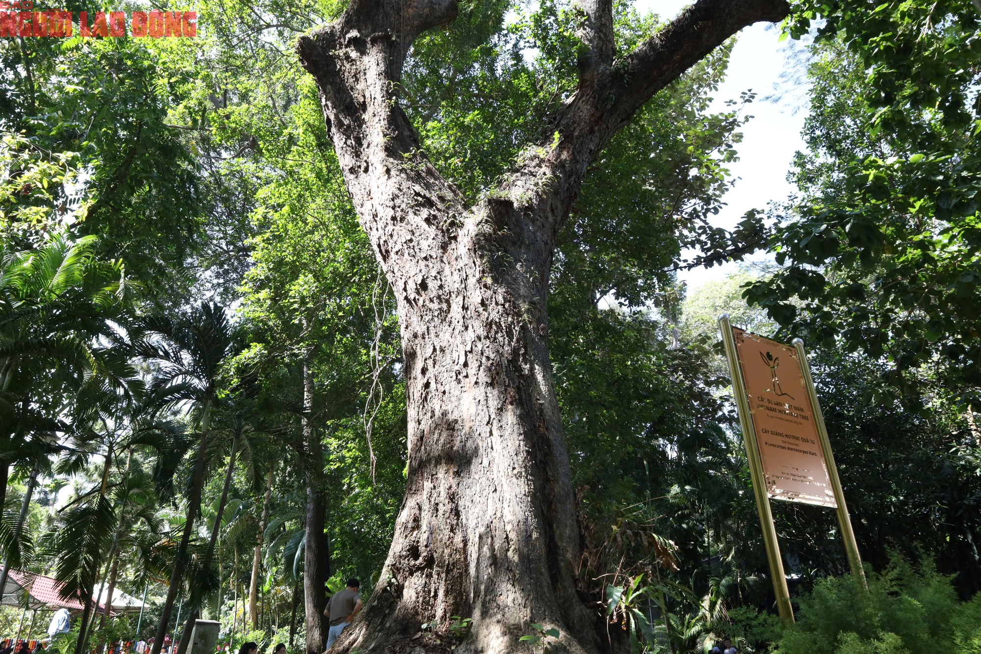 Kebun Binatang dan Kebun Raya: 8 pohon warisan menceritakan kisah sejarah alam - Foto 8. Thảo Cầm Viên: 8 cây di sản kể chuyện lịch sử thiên nhiên- Ảnh 8.