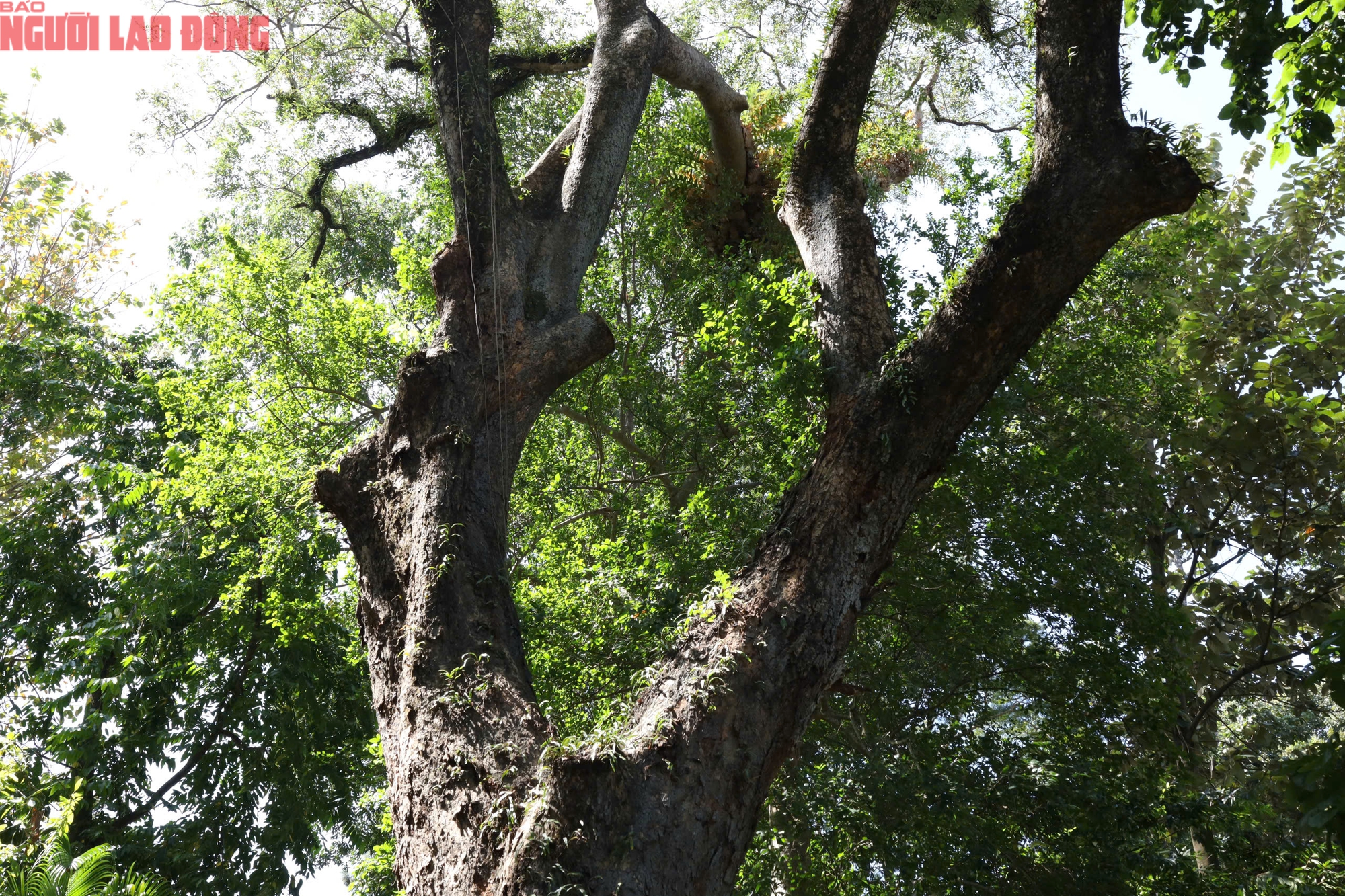 Kebun Binatang dan Kebun Raya: 8 pohon warisan menceritakan kisah sejarah alam - Foto 9. Thảo Cầm Viên: 8 cây di sản kể chuyện lịch sử thiên nhiên- Ảnh 9.